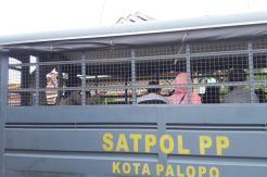 Satpol PP Palopo Amankan Belasan Pasangan Mesum