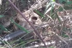 Tengkorak Manusia Ditemukan Berserakan di Kebun Sawit