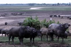 Impor Daging Kerbau Hanya untuk Wilayah Jabodetabek