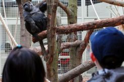 Seekor Gorila Kabur dari Kebun Binatang London