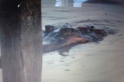 Buaya Besar Muncul di Bantaran Sungai Arut, Warga Ketakutan