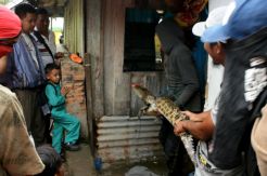 Buaya Ini Bikin Heboh Warga Palopo