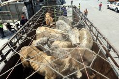 Impor Sapi Bakalan Terkesan Dadakan