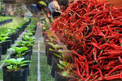 Harga Cabai Meroket, Petani Bibit Menuai Berkah