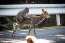 Monyet di Jepang Tepergok...