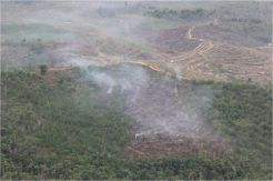 Helikopter TNI AU Temukan Kebakaran di Taman Nasional Riau