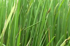 Ratusan Hektare Sawah Diserang Hama, Petani di Karawang Meradang