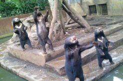Petition Ask Bandung Mayor Closing Bandung Zoo