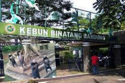Bandung Zoo Poor Management, Emil Disappointed