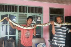 Warga Ciamis Tangkap Ular Raksasa Pemangsa Ternak