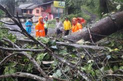 Pohon Tumbang Tutup Ruas Jalan Tomohon-Manado