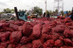 Bea Cukai Musnahkan 72,2 Ton Bawang Merah Ilegal