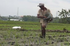 Pupuk Subsidi Langka, Petani Sawah di Jombang Meradang