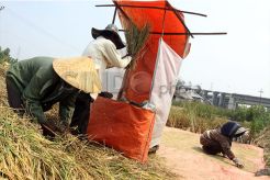 Panen Raya dan Cuaca Buruk Bikin Harga Gabah Anjlok