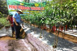Warga Binaan Lapas Ciamis Panen Cabai Merah