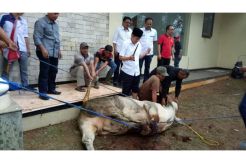 Unggul di Real Count KPU, Rano-Embay Langsung Potong Sapi