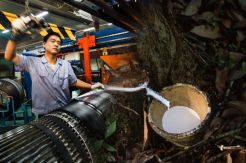Komoditi Karet Lebih Menjanjikan Ketimbang Batu Bara