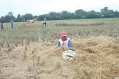 Harga Gabah Terjun Bebas, Petani Karawang Meradang
