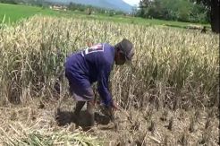 Cuaca Buruk, Puluhan Hektare Padi di Kuningan Gagal Panen