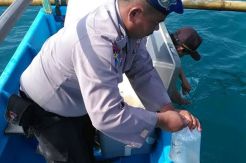 70.726 Baby Lobster Hasil Sitaan Dilepas di Pantai Pangandaran