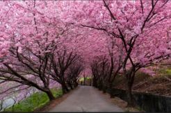 Lima Tempat yang Cocok Lihat Sakura di Jepang