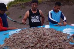 Potensi Udang Tambak di Pesisir Pangandaran Belum Dioptimalkan