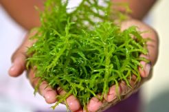 Rumput Laut Bisa Buat Wajah Kinclong