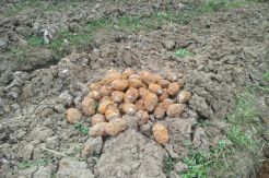 Heboh, Warga Tegal Temukan Puluhan Granat di Sawah