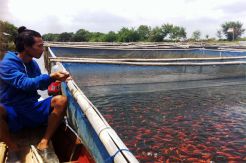 Manfaatkan Sungai Mati untuk Karamba, Petani Raih Omzet Jutaan Rupiah