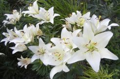 Ekstrak Bunga Star Lily Bikin Kulit Cerah