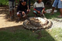 Piton 7 Meter Melilit Tubuh Petani di Bone
