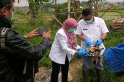 Antisipasi Wabah Flu Burung Dinas Pertanian Suntik Unggas