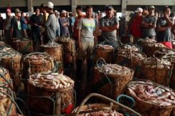Kembangkan Pakan Mandiri, KKP Diguyur FAO Rp3,25 Miliar