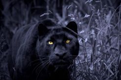 Macan Turun dari Gunung Sawal, Warga Ciamis Resah