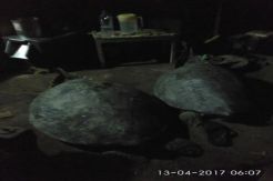 Polisi Gerebek Gudang Penyu di Gianyar, Pelaku Kabur