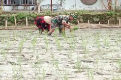 Tentara Bantu Petani Pangandaran Tanam Padi Serentak