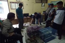 Sweeping Tamasya Al Maidah, Polisi Malah Temukan Burung Ilegal