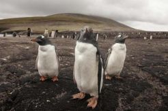 Empat Negara dengan Wisata Khusus Penguin