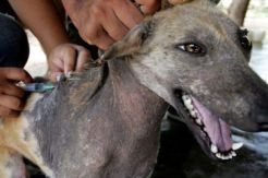 Cegah Rabies, 3.000 Binatang di Kapuas Diberi Vaksin