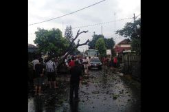 Pohon Tumbang di UI Timpa Mobil, 2 Penumpang Terjepit