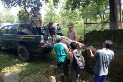 Buaya Taman Tirtonadi Blora Dipindahkan agar Bisa Berkembang Biak