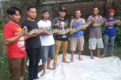 Hendak Memangsa Burung Walet, Ular Sanca 4,5 Meter Ditangkap Warga