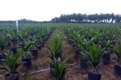 Tingkatkan Kualitas, Wilmar Lakukan Replanting 5.000 Ha per Tahun