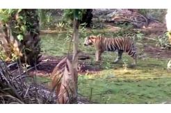 Harimau Berkeliaran di Pemukiman Warga, Ini Penampakannya
