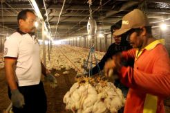 Waspadai Tren Kenaikan Harga Ayam Saat Lebaran