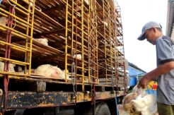 Pasokan Berlimpah, Harga Ayam di Indramayu Mulai Menyusut