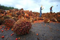 Two NGOs Actively Attacking Indonesian Palm Oil Industry