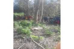 Ambil Daun untuk Makanan Ternak, Pria Ini Tewas Terjatuh