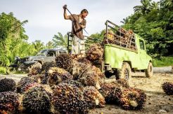 Merauke Palm Plantation Can be First Role Model