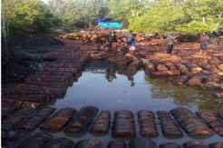 Warga Riau Hilang Diterkam Buaya saat Merakit Sagu
